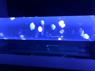 サンシャイン水族館に投稿された画像（2020/7/11）