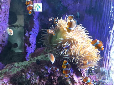 サンシャイン水族館に投稿された画像（2020/7/11）