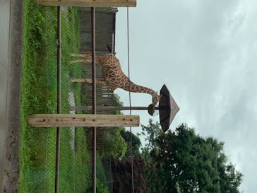 群馬サファリパークに投稿された画像（2020/7/11）