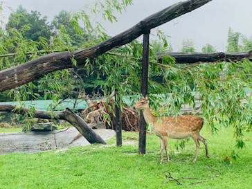 群馬サファリパークに投稿された画像（2020/7/11）