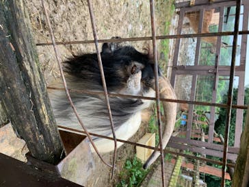 群馬サファリパークに投稿された画像（2020/7/11）