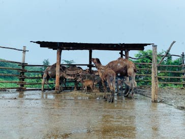 群馬サファリパークに投稿された画像（2020/7/11）