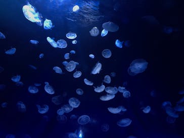 サンシャイン水族館に投稿された画像（2020/7/11）