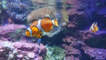 サンシャイン水族館に投稿された画像（2020/7/11）