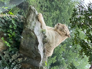 群馬サファリパークに投稿された画像（2020/7/11）