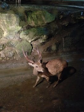 群馬サファリパークに投稿された画像（2020/7/11）