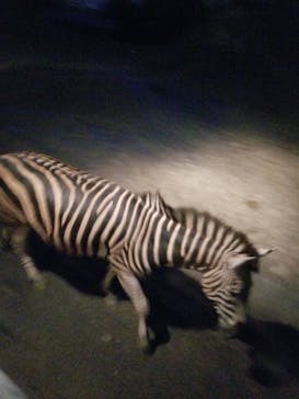 群馬サファリパークに投稿された画像（2020/7/11）