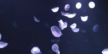 サンシャイン水族館に投稿された画像（2020/7/11）