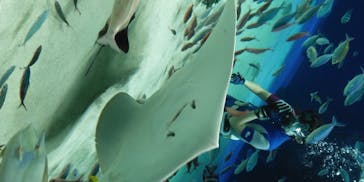 サンシャイン水族館に投稿された画像（2020/7/11）