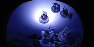 サンシャイン水族館に投稿された画像（2020/7/11）