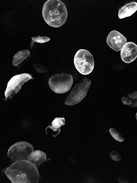 サンシャイン水族館に投稿された画像（2020/7/11）