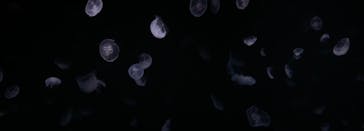 サンシャイン水族館に投稿された画像（2020/7/11）