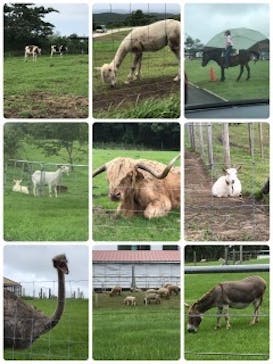 マザー牧場に投稿された画像（2020/7/11）