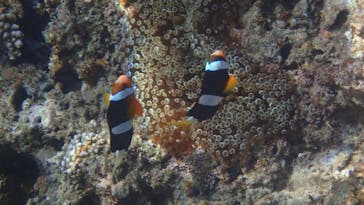 ダイビングショップ Sea Free（シーフリー）に投稿された画像（2020/7/12）