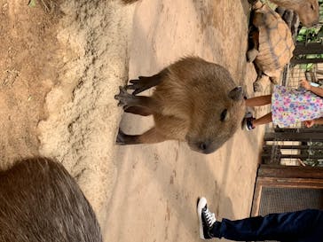 神戸どうぶつ王国に投稿された画像（2020/7/12）