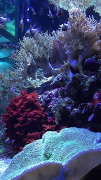 大分マリーンパレス水族館 「うみたまご」に投稿された画像（2020/7/12）