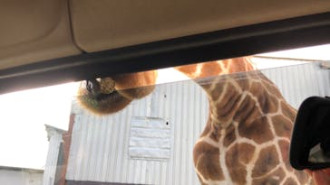 那須サファリパークに投稿された画像（2020/7/12）