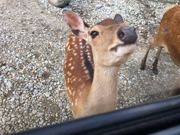 那須サファリパークに投稿された画像（2020/7/12）
