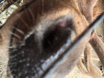 那須サファリパークに投稿された画像（2020/7/12）