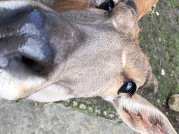 那須サファリパークに投稿された画像（2020/7/12）