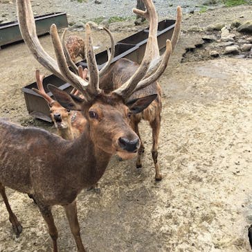 那須サファリパークに投稿された画像（2020/7/12）