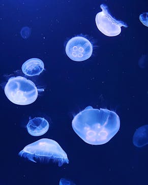 サンシャイン水族館に投稿された画像（2020/7/12）