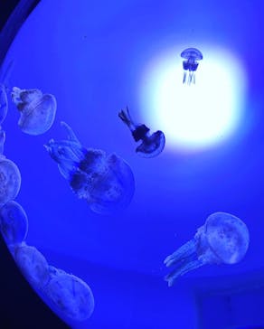 サンシャイン水族館に投稿された画像（2020/7/12）