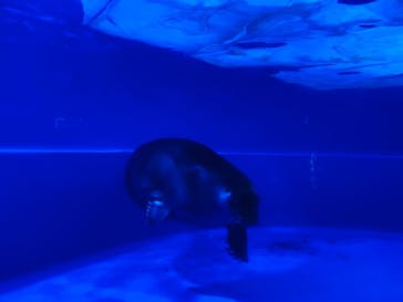 サンシャイン水族館に投稿された画像（2020/7/12）