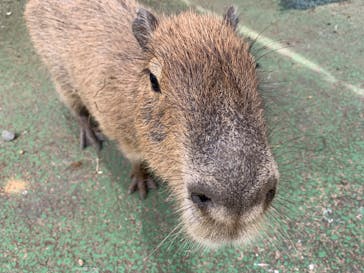 伊豆シャボテン動物公園に投稿された画像（2020/7/12）