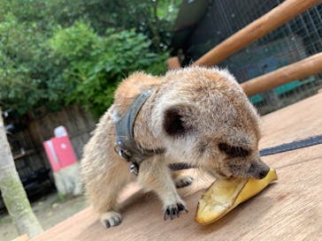 しろとり動物園に投稿された画像（2020/7/12）