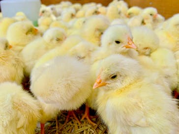 しろとり動物園に投稿された画像（2020/7/12）