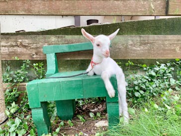 しろとり動物園に投稿された画像（2020/7/12）