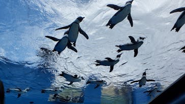 サンシャイン水族館に投稿された画像（2020/7/12）