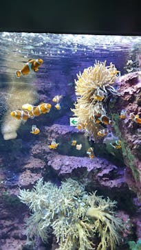サンシャイン水族館に投稿された画像（2020/7/12）
