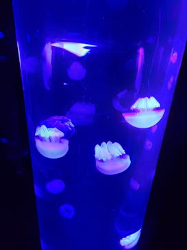 サンシャイン水族館に投稿された画像（2020/7/12）