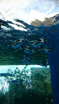 サンシャイン水族館に投稿された画像（2020/7/12）