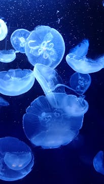 サンシャイン水族館に投稿された画像（2020/7/12）