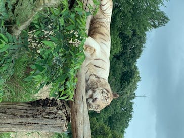 群馬サファリパークに投稿された画像（2020/7/12）