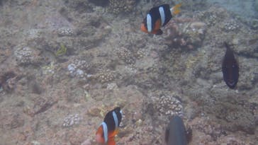 ダイビングショップ Sea Free（シーフリー）に投稿された画像（2020/7/13）