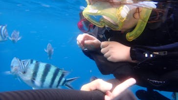 ダイビングショップ Sea Free（シーフリー）に投稿された画像（2020/7/13）