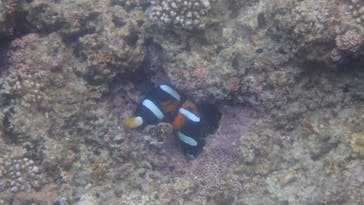 ダイビングショップ Sea Free（シーフリー）に投稿された画像（2020/7/13）