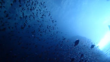 ダイビングショップ Sea Free（シーフリー）に投稿された画像（2020/7/13）