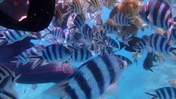 ダイビングショップ Sea Free（シーフリー）に投稿された画像（2020/7/13）