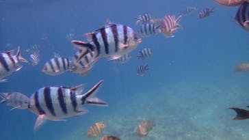 ダイビングショップ Sea Free（シーフリー）に投稿された画像（2020/7/13）