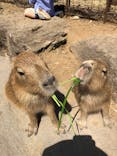 伊豆シャボテン動物公園に投稿された画像（2020/7/13）