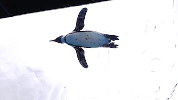 サンシャイン水族館に投稿された画像（2020/7/13）