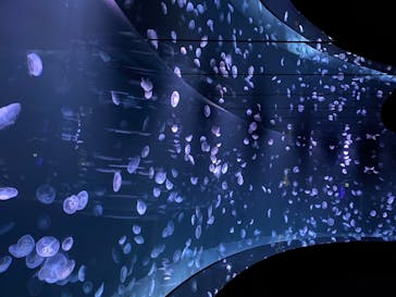 サンシャイン水族館に投稿された画像（2020/7/13）