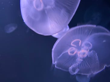 サンシャイン水族館に投稿された画像（2020/7/13）