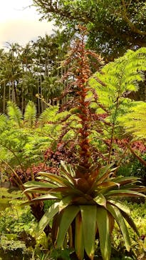 美らヤシパークオキナワ・東南植物楽園に投稿された画像（2020/7/14）