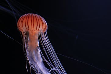 サンシャイン水族館に投稿された画像（2020/7/14）